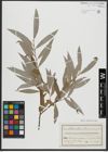 Foto von Salix alba L.